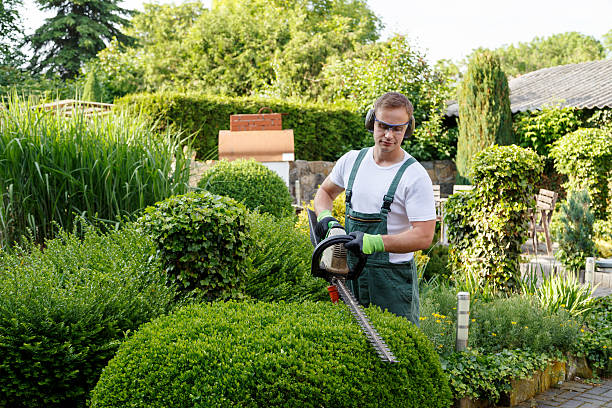 Leaf Removal in Nassau Bay, TX